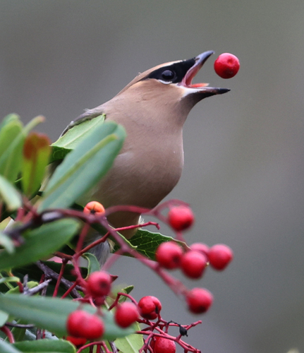 Cedar Waxwing, photo 8 of 9