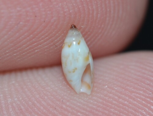 Olivella mutica observed 2025-12-30