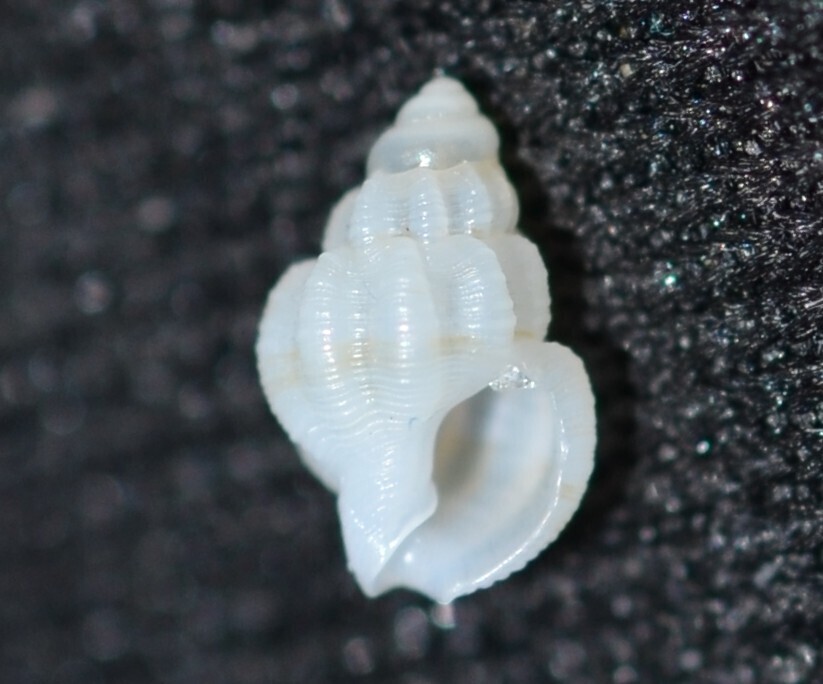 Nassarius paucicostatus
