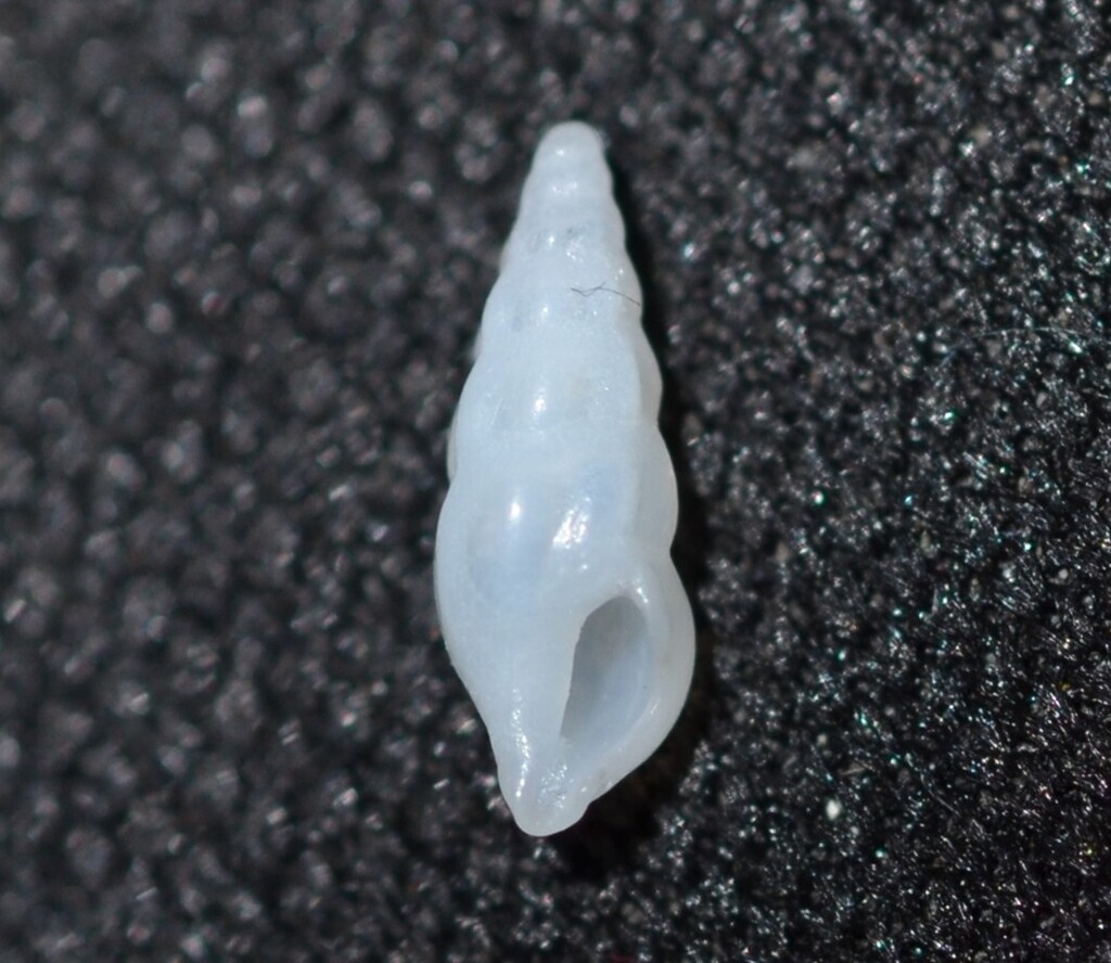 Cerodrillia perryae