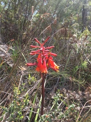 Blandfordia punicea