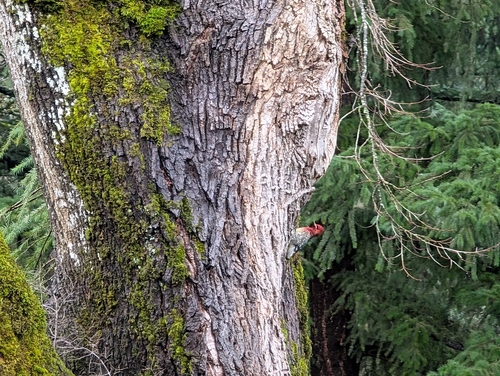 Red-breasted Sapsucker (Sphyrapicus ruber), photo 4