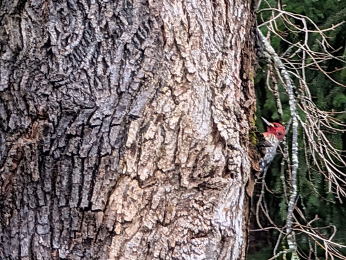 Red-breasted Sapsucker (Sphyrapicus ruber), photo 5