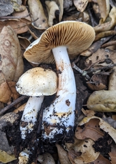 Cortinarius albofragrans