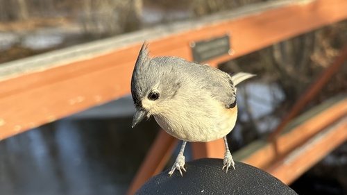 Tufted Titmouse (Baeolophus bicolor), photo 5