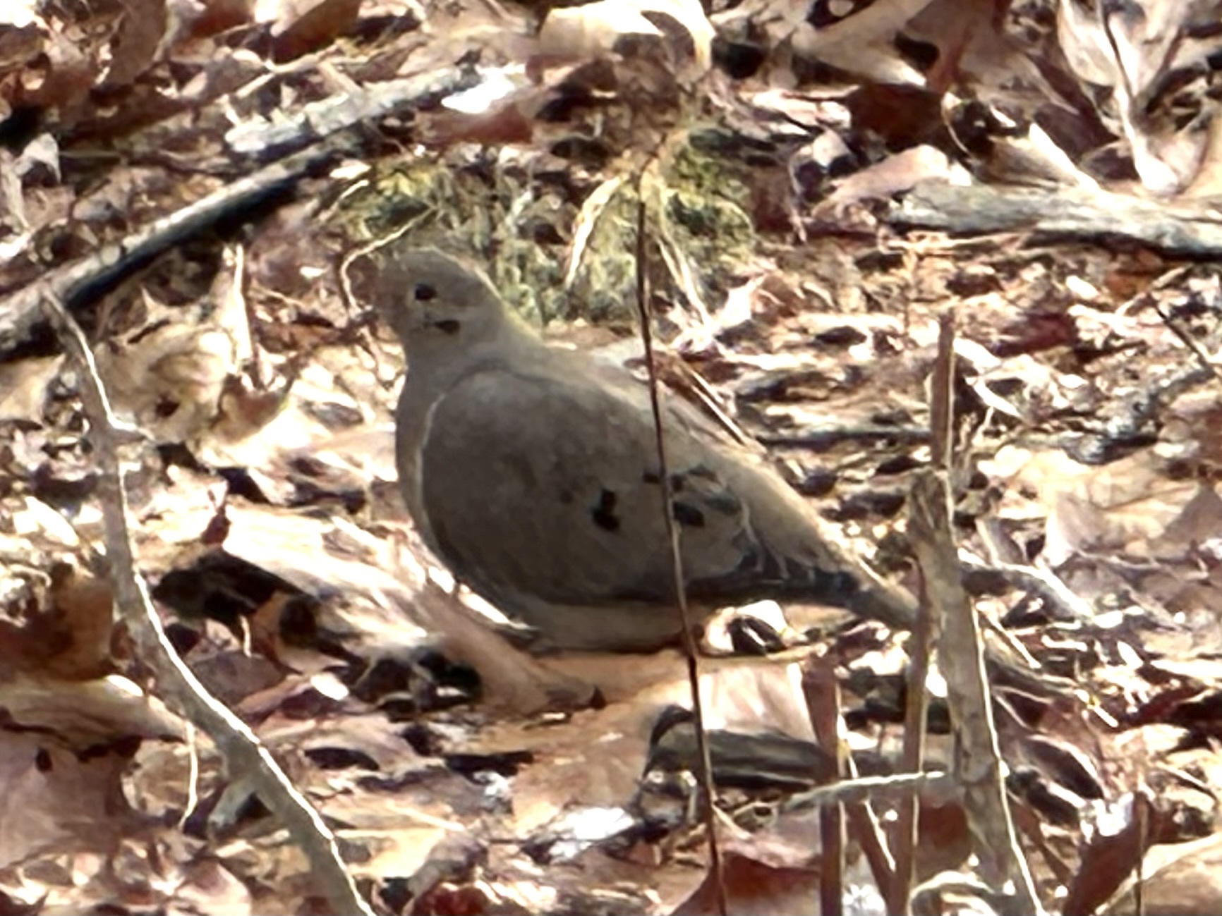 Mourning Dove (Zenaida macroura), photo 6