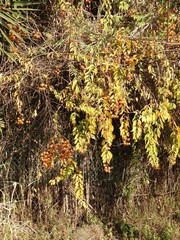 Pereskia aculeata