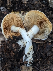 Cortinarius albofragrans