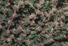 Euphorbia cozumelensis