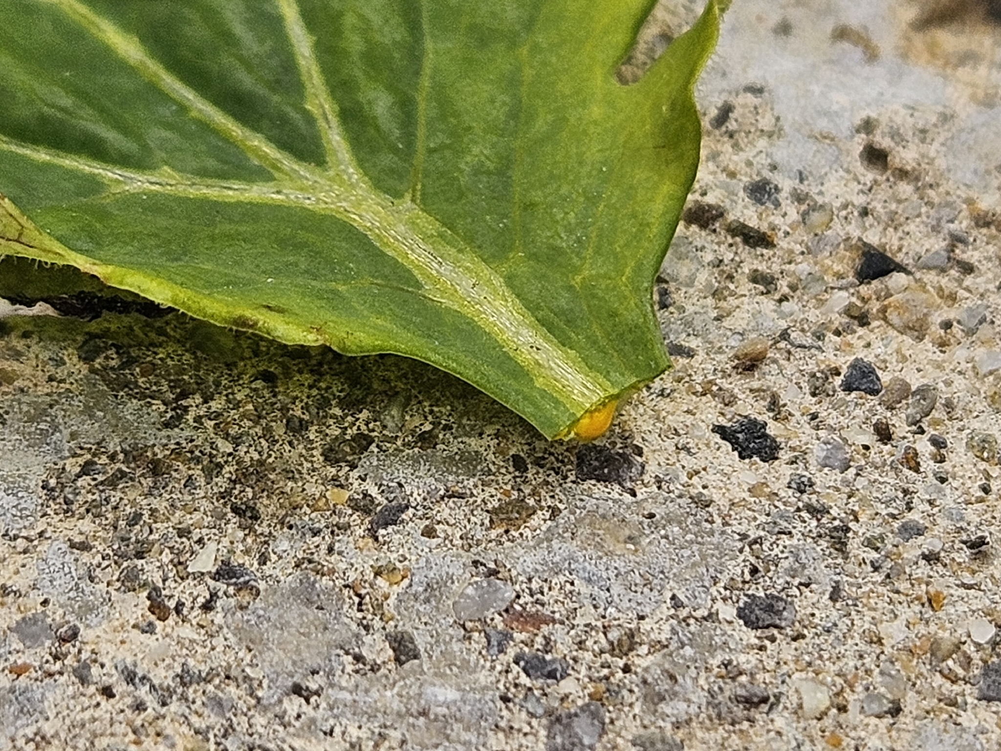 Greater celandine