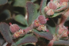 Euphorbia cozumelensis