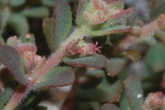Euphorbia cozumelensis