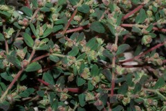 Euphorbia cozumelensis