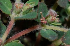 Euphorbia cozumelensis