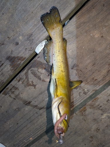 Bullhead (Ameiurus platycephalus) — Ictaluridae