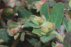 Euphorbia cozumelensis