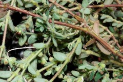 Euphorbia cozumelensis