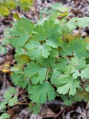 Aquilegia formosa
