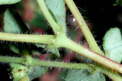Euphorbia cozumelensis