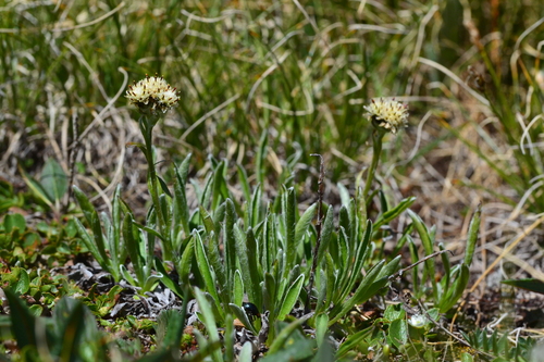 Carpathian everlasting (Antennaria carpatica)