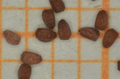 Euphorbia cozumelensis