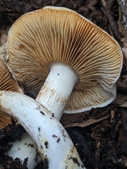 Cortinarius albofragrans