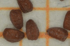 Euphorbia cozumelensis