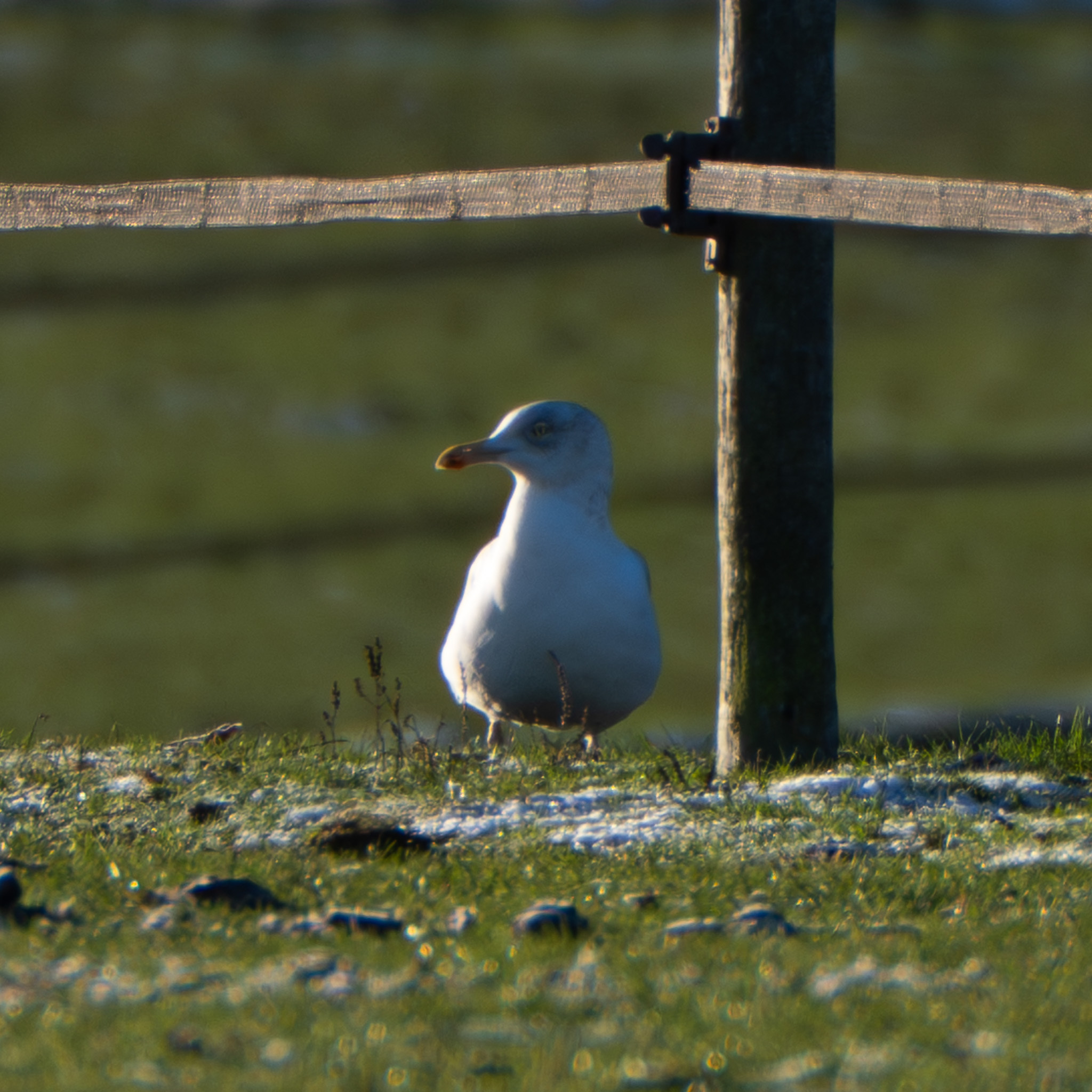 European Herring Gull (Larus argentatus), photo 9
