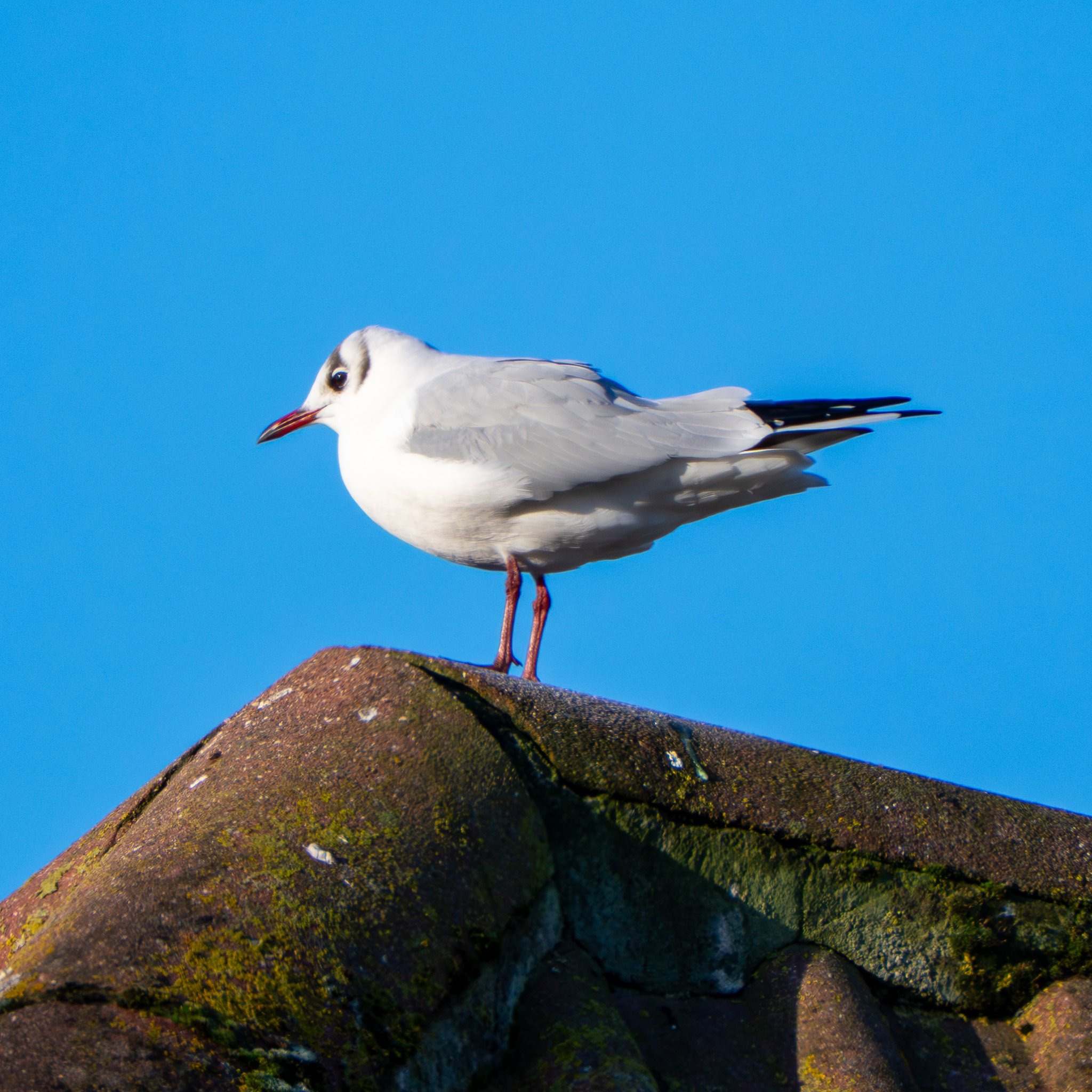 Black-headed Gull