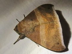 Ophisma tropicalis