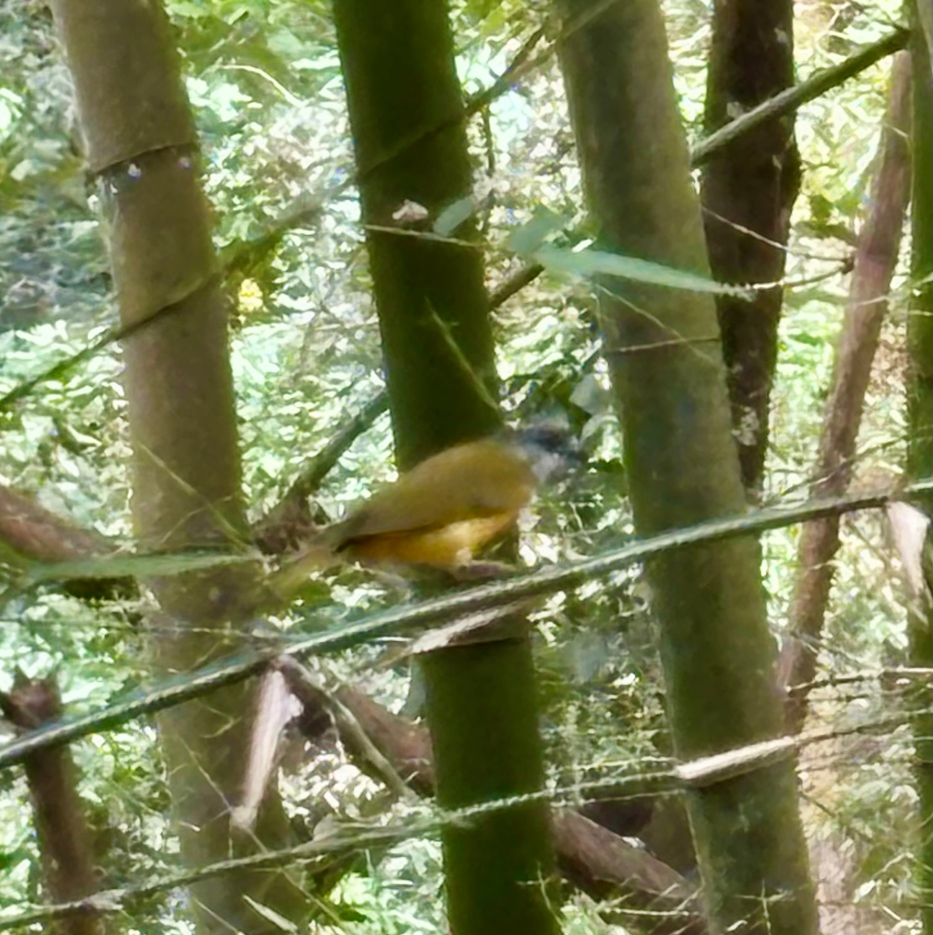 Grey-headed Tanager (Eucometis penicillata), photo 2