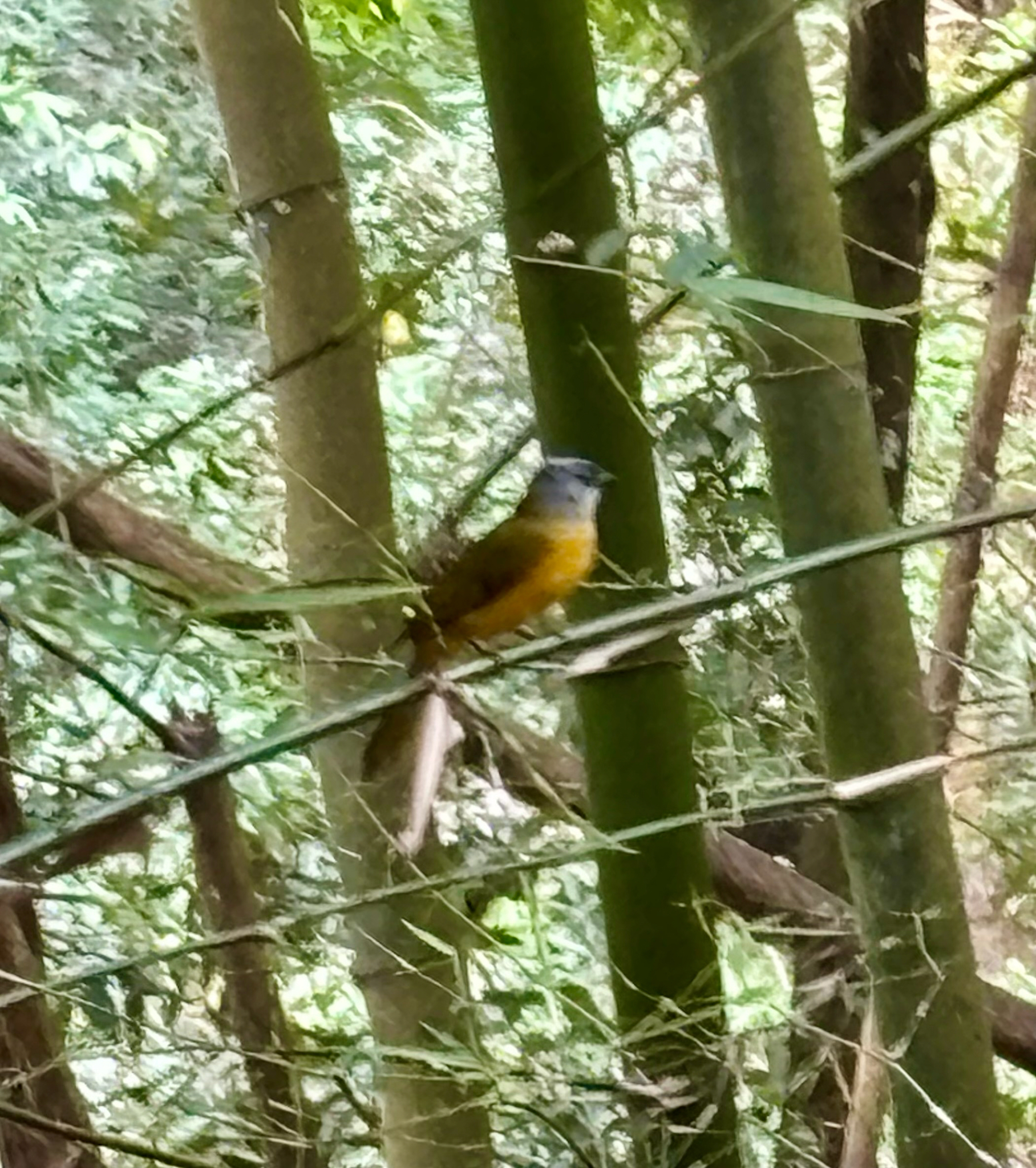Grey-headed Tanager (Eucometis penicillata), photo 1