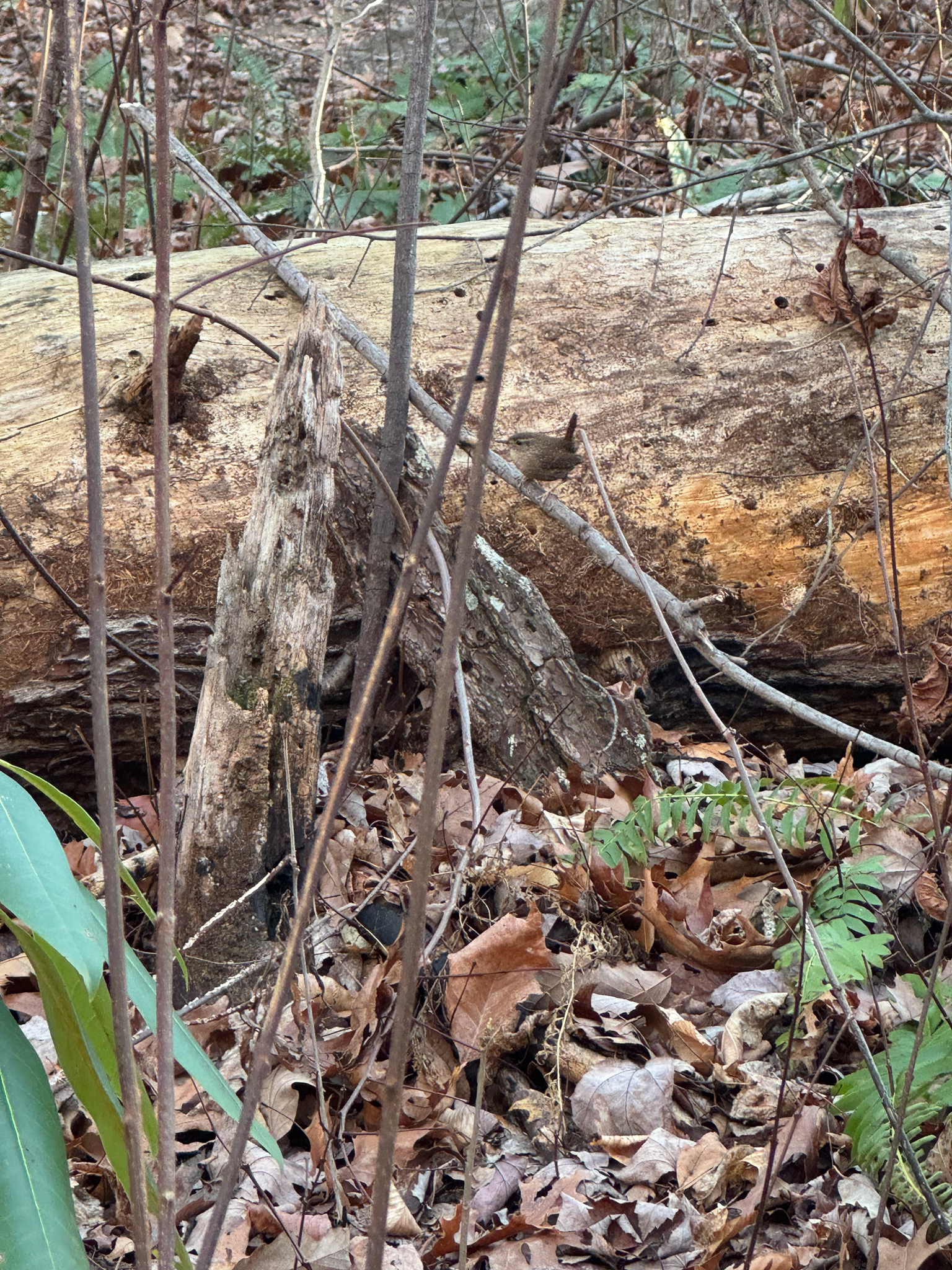 Winter Wren (Troglodytes hiemalis), photo 5