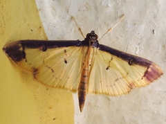 Eulepte anticostalis