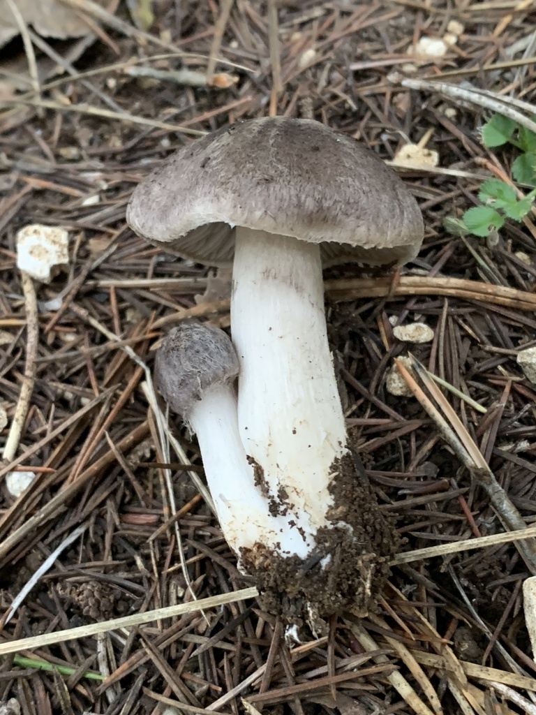 Tricholoma terreum · January 2026 · photo: © manuela9012 (iNaturalist, cc-by)