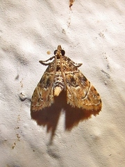 Microphysetica hermeasalis