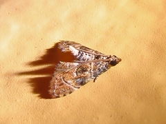 Microphysetica hermeasalis