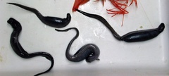 Snubnosed Eel photo 2