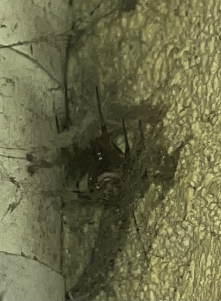 Steatoda nobilis (Thorell, 1875)