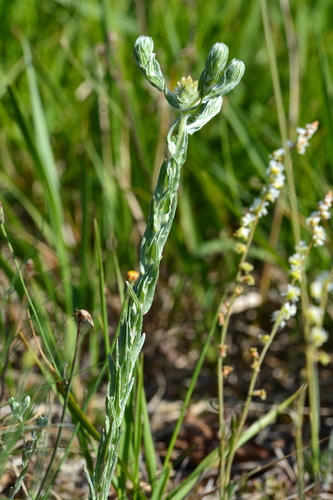 Common Cudweed (Filago germanica)