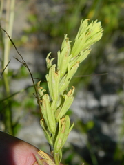 Castilleja lutescens