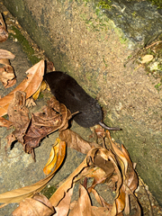 Blarinine Akodont photo 3