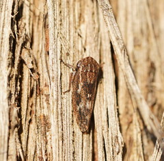 Eurymeloides marmorata