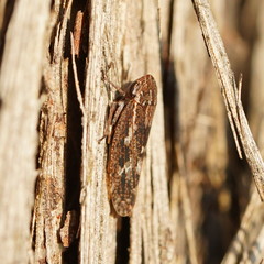 Eurymeloides marmorata