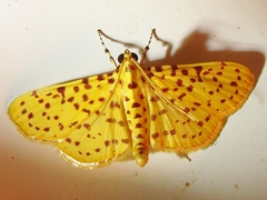 Polygrammodes eleuata