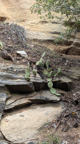 Opuntia aurea
