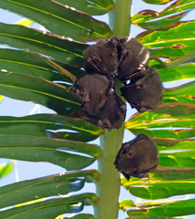 Cynopterus brachyotis