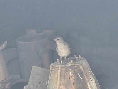Pale-breasted Thrush (Turdus leucomelas), photo 5