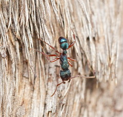 Rhytidoponera aspera