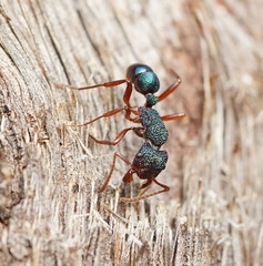 Rhytidoponera aspera